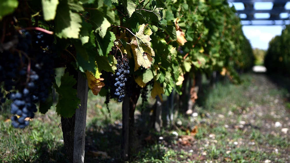 PICTUREDESK.COM/AFP/CHRISTOPHE ARCHAMBAULT Bordeaux-Weinreben