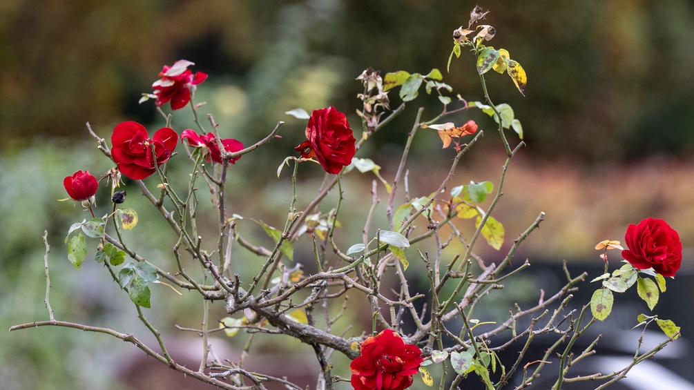 Rosenstrauch auf einem Friedhof