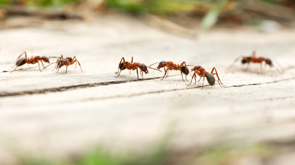 Ameisen