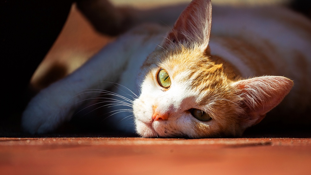 Eine Katze sonnt sich
