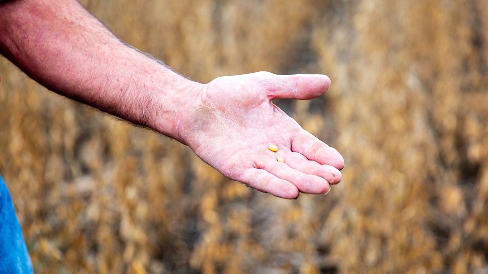 Ein Bauer hält zwei Soyabohnen in der Hand