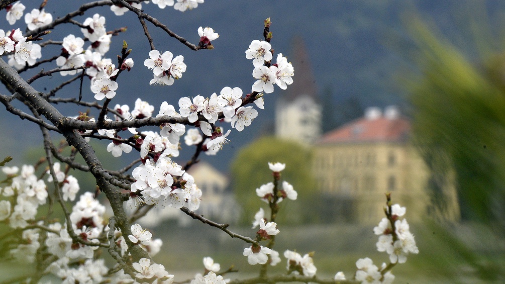 Blühender Marillenbaum in der Wachau