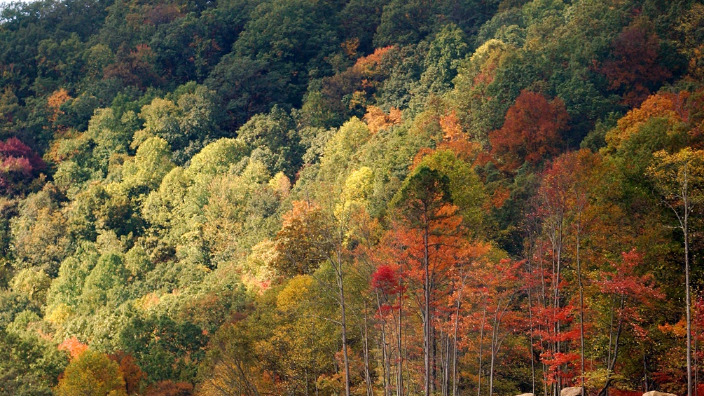 Bunte Wälder in West Virginia