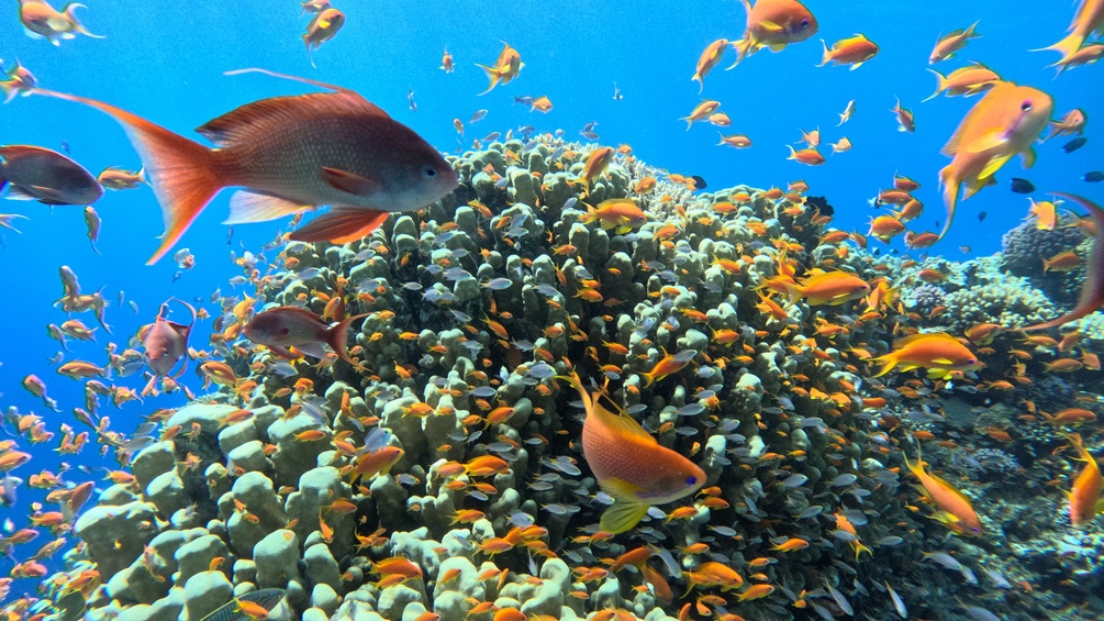 Fische, Riff, Rotes Meer