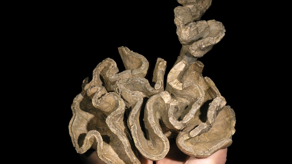 Pachygyra, Fossil