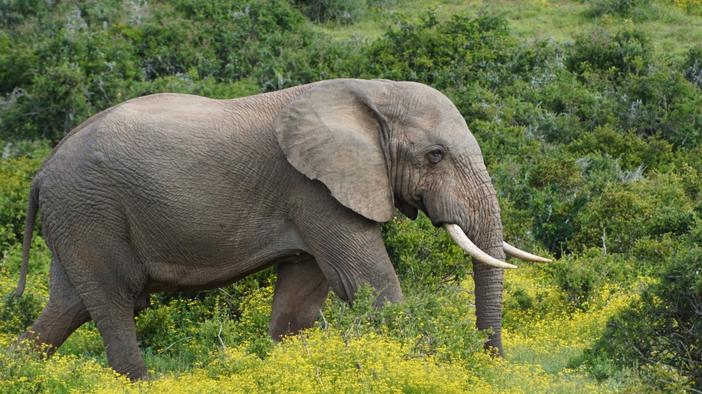 ANGELA STöGER Elefant