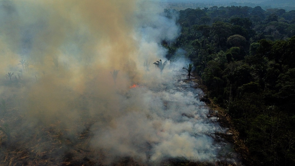Teile des Regenwaldes werden verbrannt.