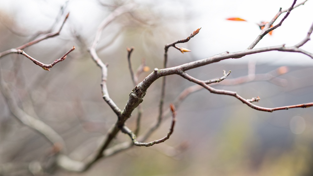 Herbstliche Äste