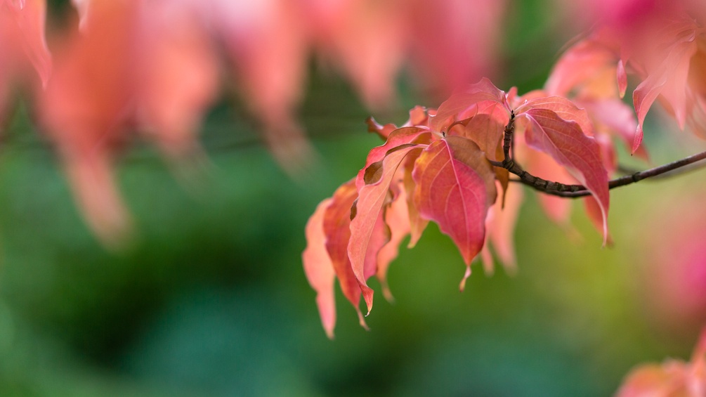 Herbstlaub