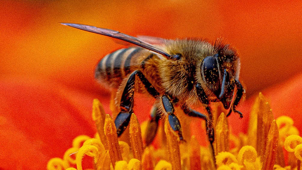 Nahaufnahme einer Biene