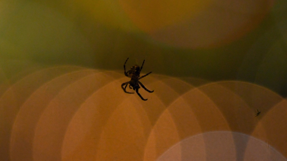 Bild einer schwarzen Spinne die in einem Netz hängt.