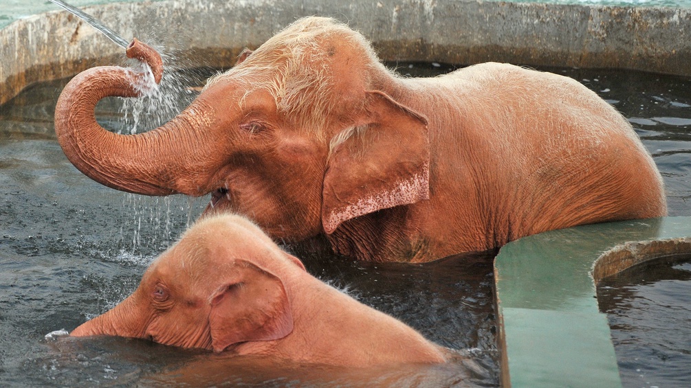 Weisse Elefantenmutter mit Kind im Wasser