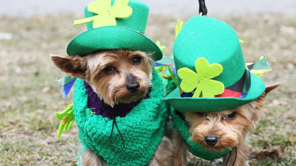 Zwei Hunde mit grünen Hüten und Kleeblättern.