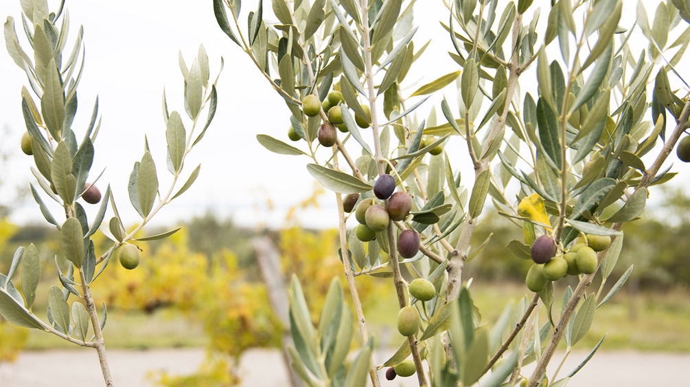 Olivenbäume in Mörbisch
