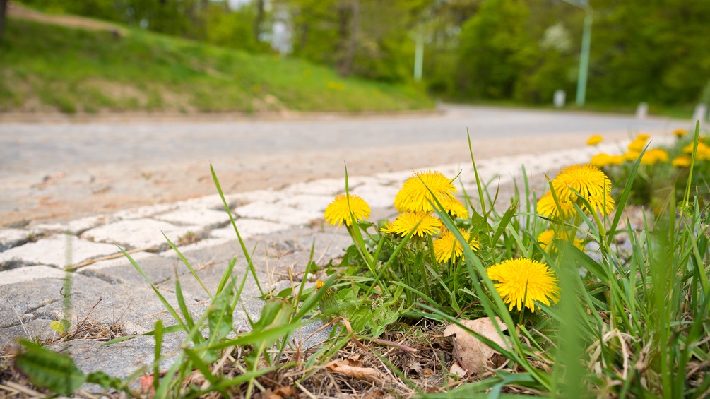 Blumen am Strassenrand