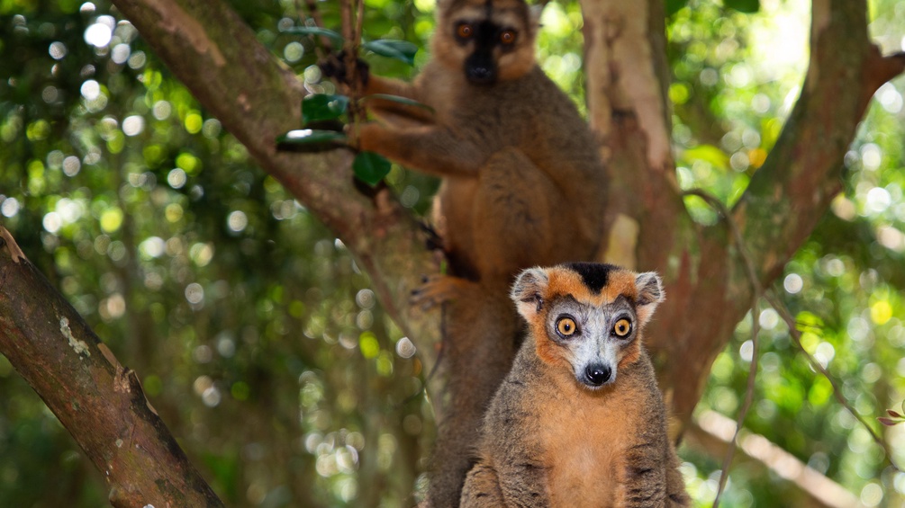 Lemuren in Madagaskar