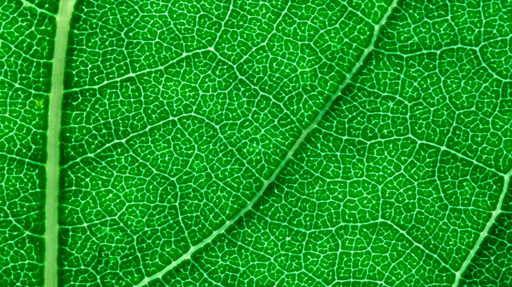 Makroaufnahme eines Eichenblattes