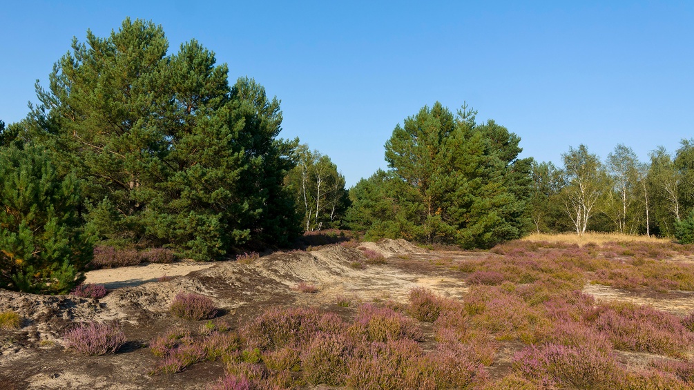 Lieberoser Heide