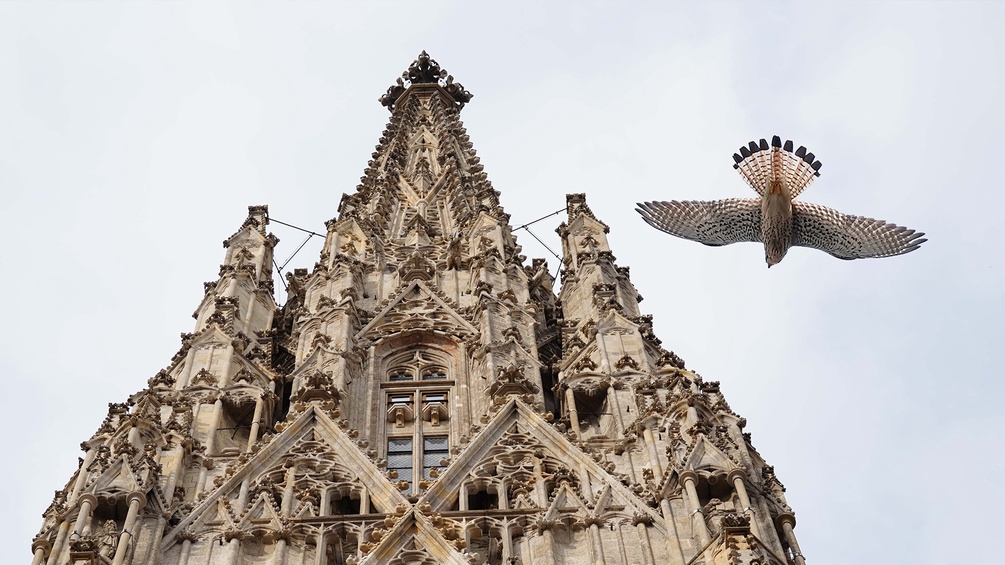 Ein Falke kreist um den Stephansdom.