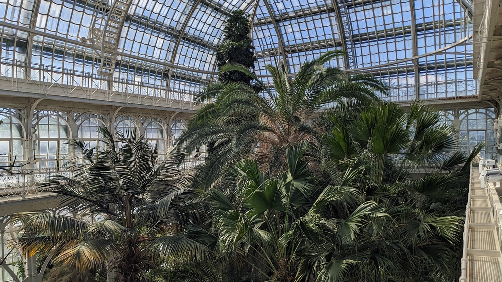 Palmen im Palmenhaus
