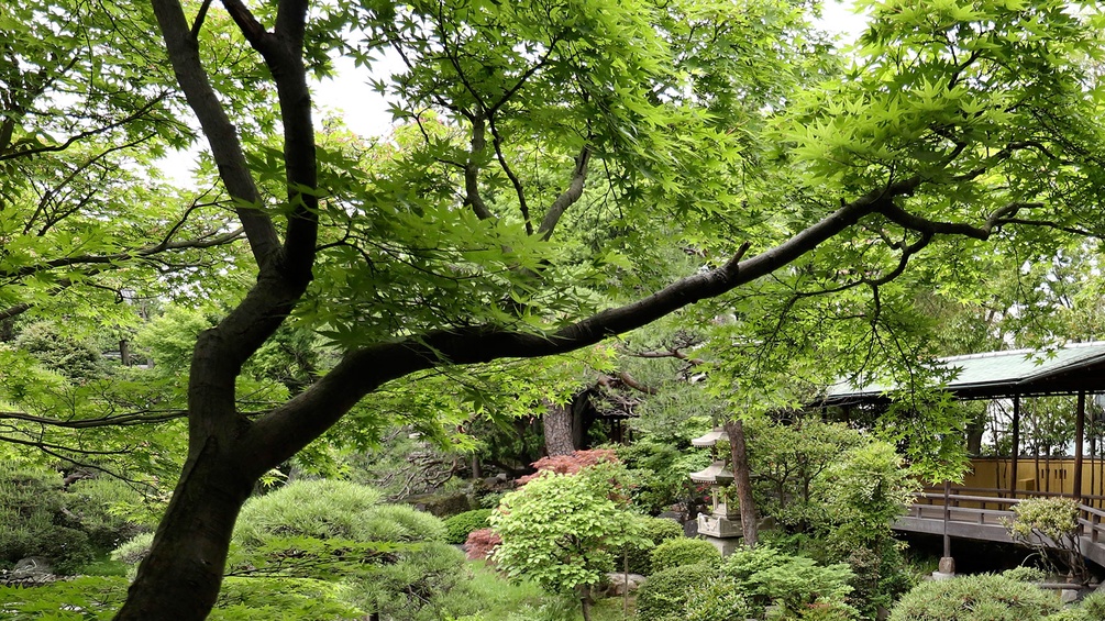 Japanischer Tempelgarten