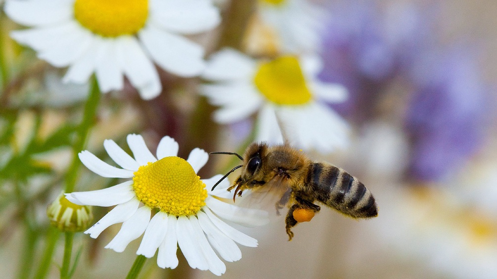 Biene auf einer Kamillenblüte