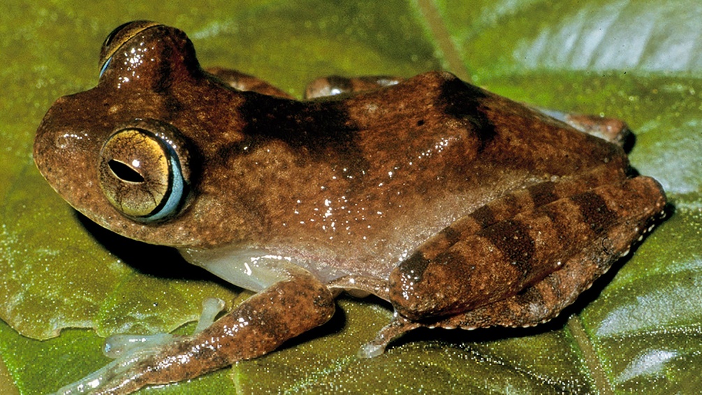 Boophis siskoi