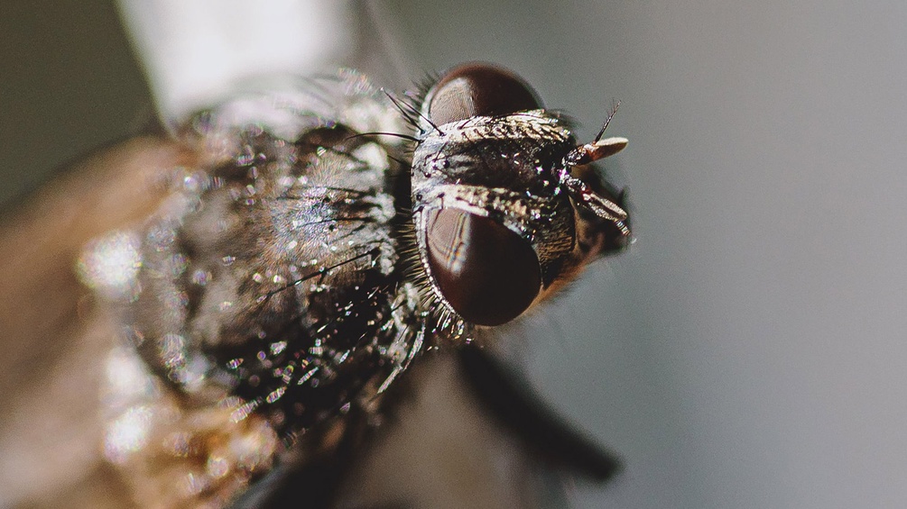 Schmeißfliege
