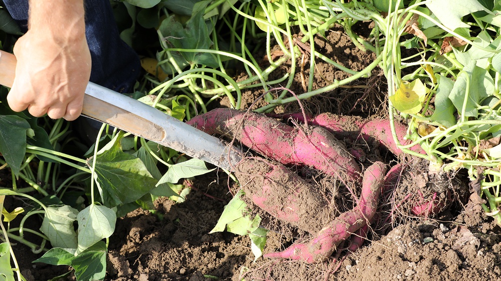 Süßkartoffel werden ausgegraben