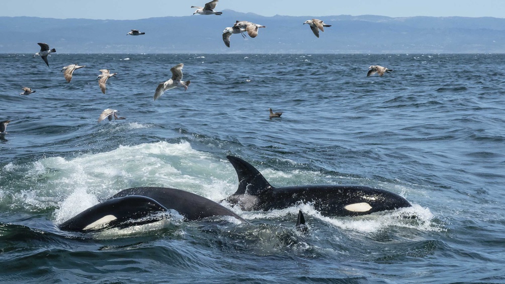 PICTUREDESK.COM/ROBERTHARDING/MICHAEL NOLAN Orcas und Seevögel