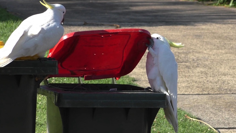 Zwei Vögel öffnen Mülleimer mit ihrem Schnabel.