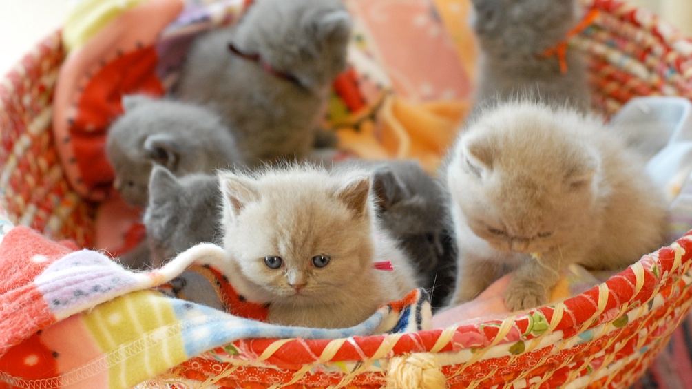 Kleine Kätzchen im Korb