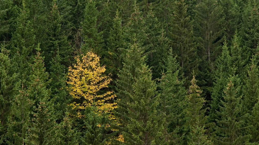 Wald: Monokultur und ein anderer Baum