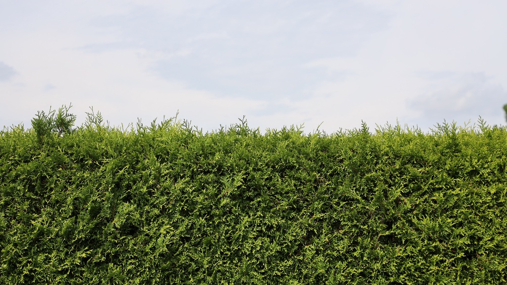 PICTUREDESK.COM/KARL SCHÖNDORFER Thujenhecke, Gartenhecke, Zaun, Hecke