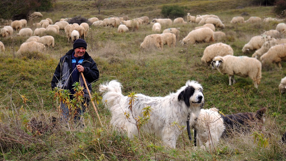 Schafhirte mit Hund und Herde