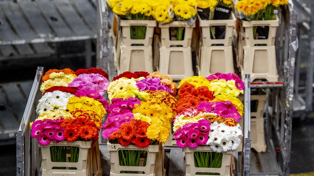 Schnittblumen