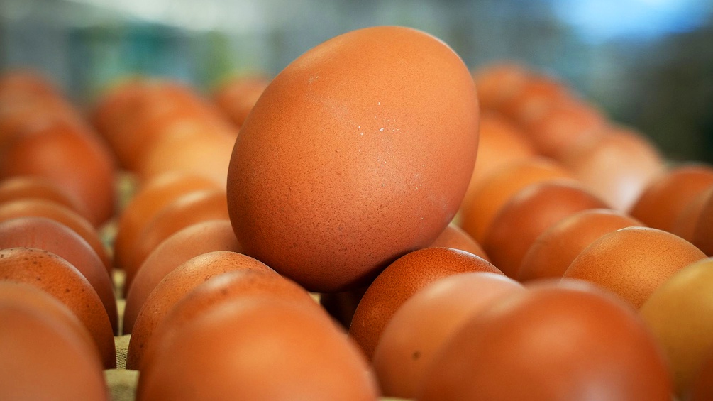 Eier