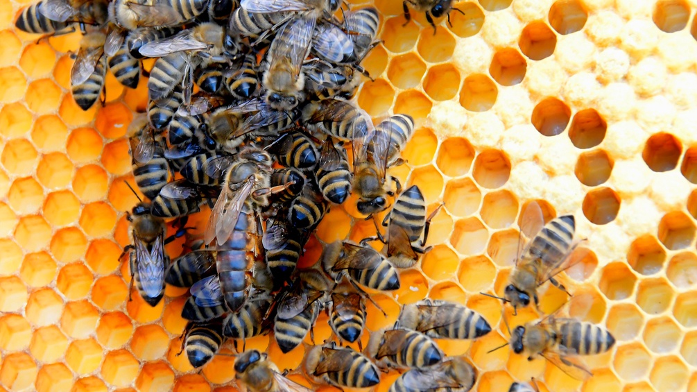 Bienen