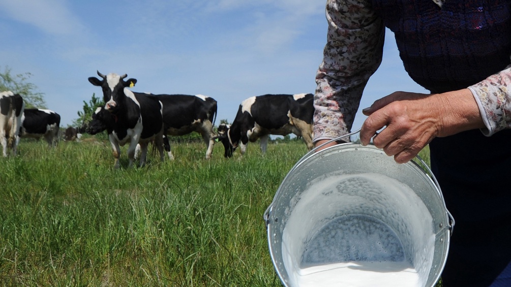 Frau schüttet aus einem Kübel Milch, dahinter Kühe auf der Wiese