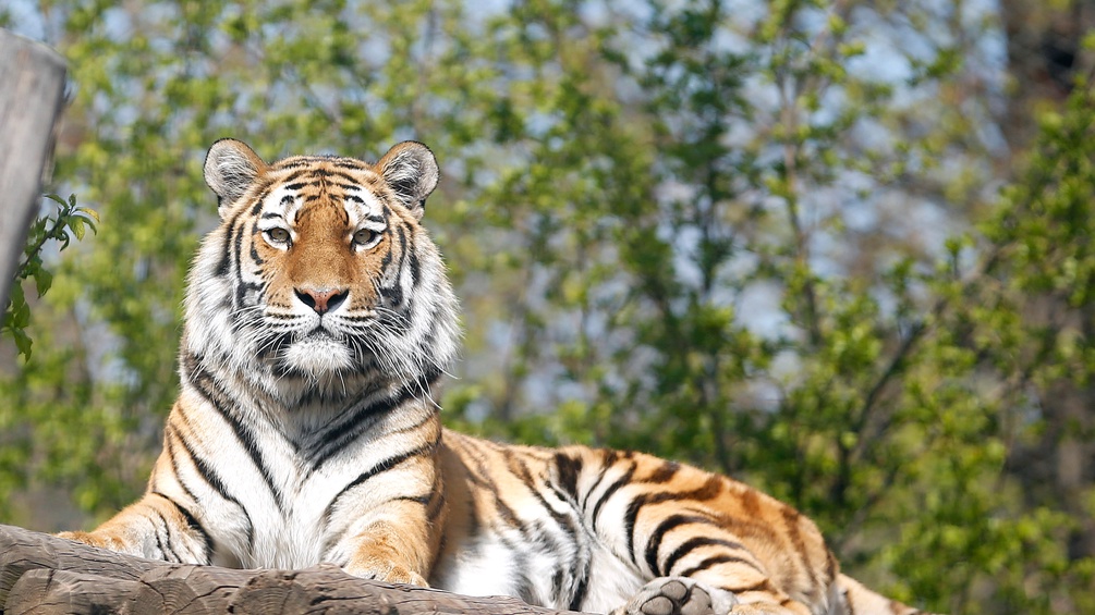 Sibirischer Tiger im Tiergarten Schönbrunn