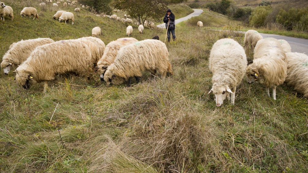 Schafhirte und Schafe