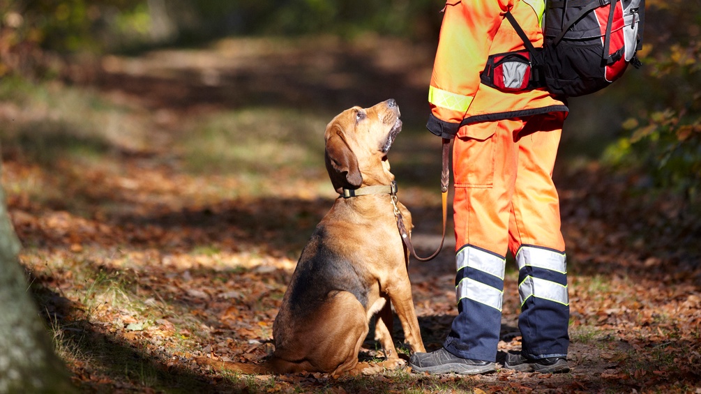 Hundeführerin mit Hund im Wald