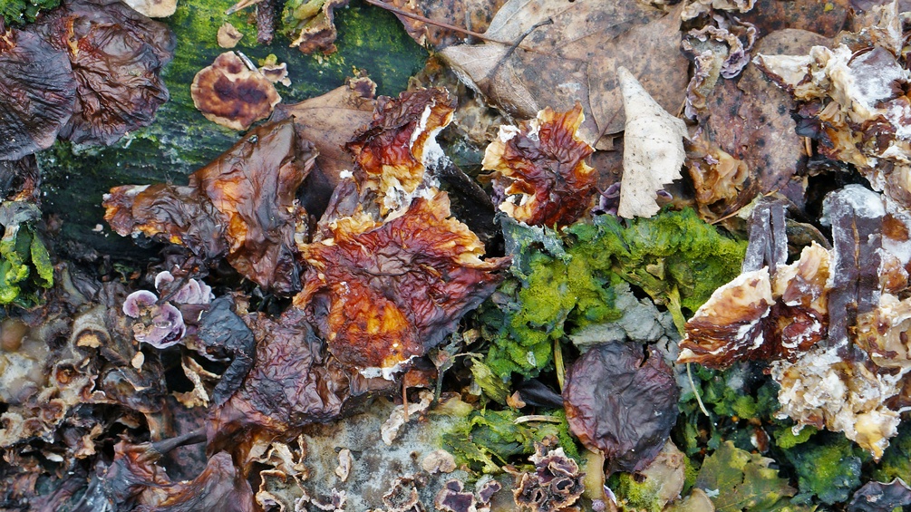 Moos und Blätter auf dem Waldboden