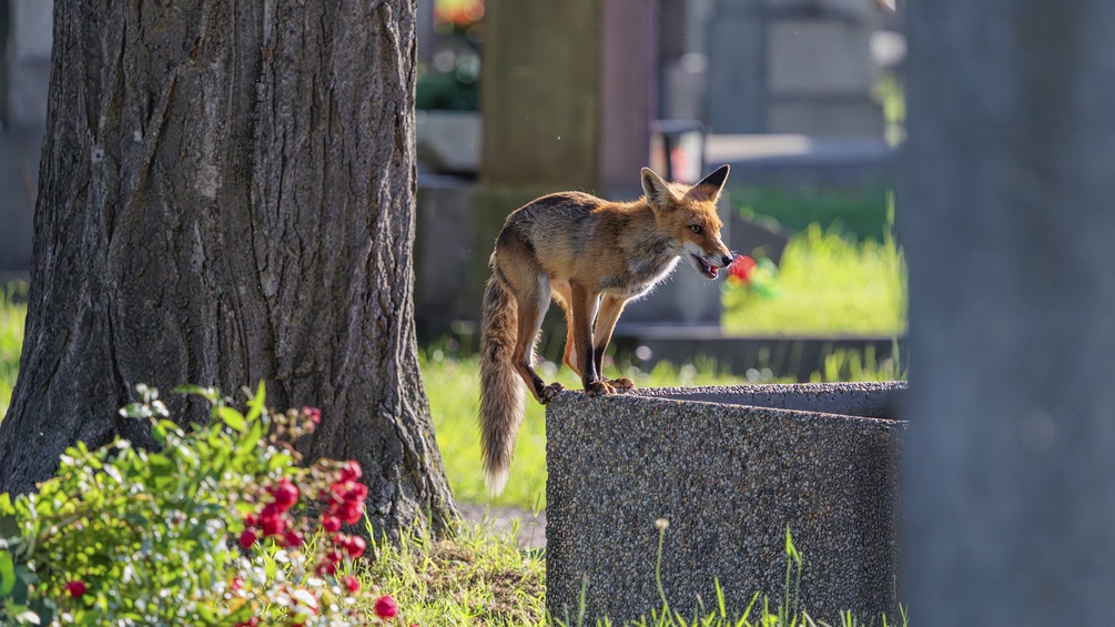 Fuchs auf einem Friedhof