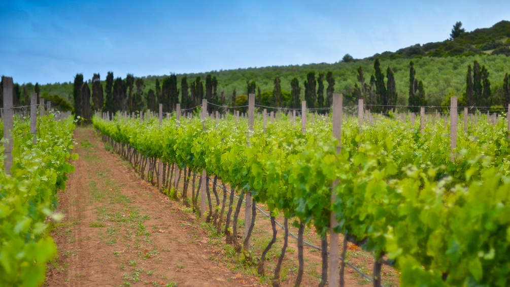 Weingarten in Sardinien