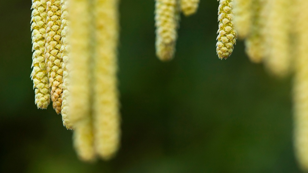 Haselnuss, Pollen