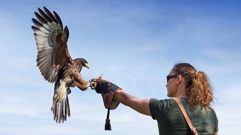 Greifvogel mit Frau