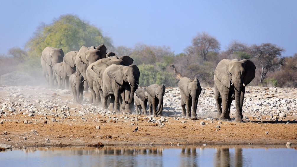 Elefantenherde, Afrika