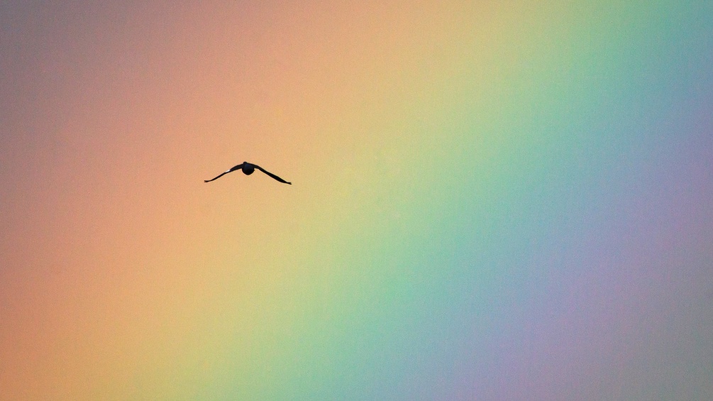 Vogel mit Regenbogen