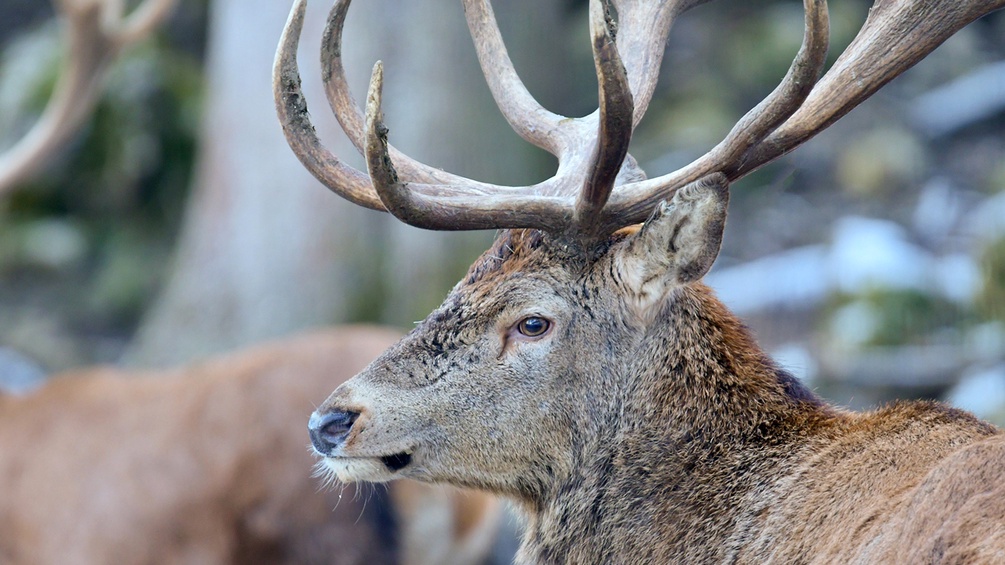 Hirsch in der Winterlandschaft